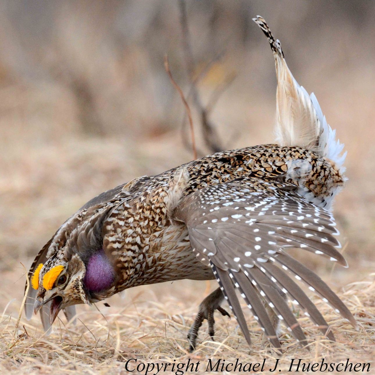 2 Male Sharp-tailed Grouse version 2; North Blind;  Namekagon Barrens; 22 April 2015